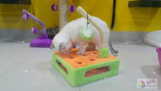 Birds and Pets Market Dubai 4K UAE | الطيور والحيوانات الأليفة سوق دبي