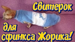 Одежда для сфинкса Решили утеплить кота телогрейкой, донской сфинкс