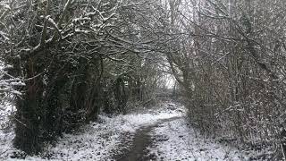 Snowy Winter Path | Snowstorm Wind Sounds for Sleeping, Soothing a Baby, Tinnitus (ASMR White Noise)