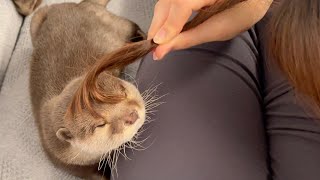 カワウソに髪の毛生やしてみた結果… The result of growing hair on an otter...