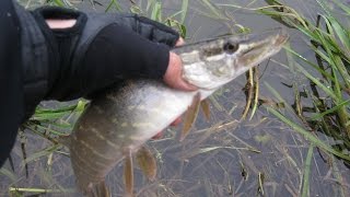 Щука поздней оснью. Воблер/Техас. Late autumn Pike. Wabbler VS Texas Rig. 16.11.2013
