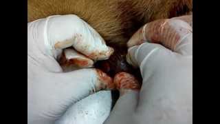 Dermatobia hominis