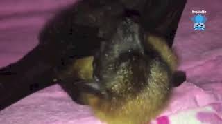 Mature aged flying-fox scratches and grooms:  this is Walter