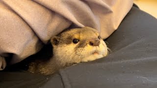 カワウソさくら 寝起き直後からぷきゅんぷきゅんうるさいカワウソ otter that makes a cute voice immediately after waking up