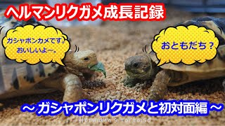 ヘルマンリクガメ飼育　ヘンリーガシャポンリクガメと初対面編