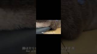 スリッパが３つあっても使うのは必ずこれ！と決まっているカワウソ otter that only uses its owner's slippers #shorts