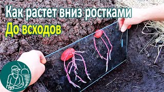 Что происходит с картофелем посаженным вниз ростками до всходов ???? Картошка в земле Опыт Гордеевых