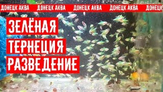 как разводить зеленую Тернецию, Gymnocorymbus ternetzi, Ternetzi reproducción Gymnocorymbus