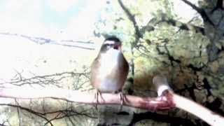 Камышовка барсучок  Acrocephalus schoenobaenus