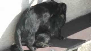 Mating Black Cats !　Yes,you can ! 　(黒猫の交尾)