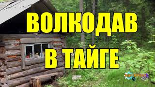 ВОЛКОДАВ | ЖИЗНЬ В ТАЙГЕ | ПРИРУЧИТЬ ВОЛКА
