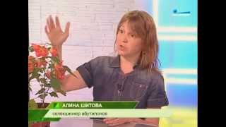 Программа "Беседка", Абутилоны Алины Шитовой