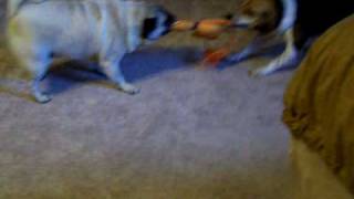Pug vs Beagle