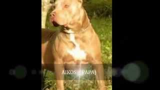 (FEDOR ), American Pit Bull Terrier, Silver Fawn Tegucigalpa, Honduras
