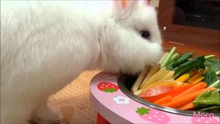 モコちゃんの食事風景The meal landscape of the rabbit