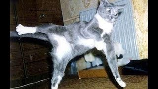 Смешные коты. Подборка #5
