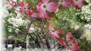 一青窈　　　『ハナミズキ』　　　カラオケ