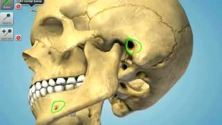 INTERACTIVE - BoneBox™ Skull Viewer: Anatomy App