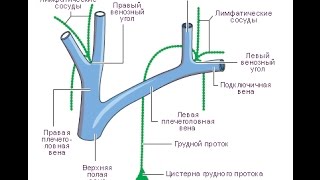 Техники на венозной системе - орто-остеопатия, мфр, дыхание - варикоз и застой.