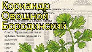 Кориандр овощной (Бородинский). Краткий обзор, описание характеристик, где купить семена