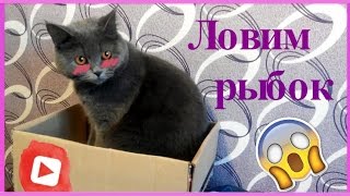 Приложения для кошек: Ловим рыбок или Simulatоr Cat Fishing?