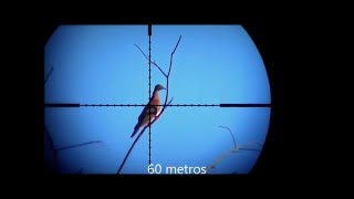 caceria de palomas con castor 5.5 cal 22