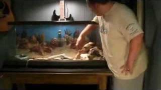 Bearded Dragon Care, Info, basic setup Part 1
