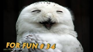 ЛУЧШИЕ ПРИКОЛЫ #34 -ВЕСЁЛАЯ СОВА-