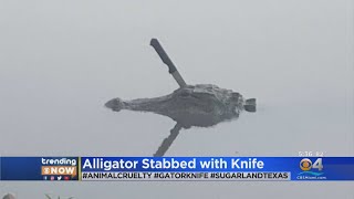 Alligator Found Swimming Around With Knife In Head