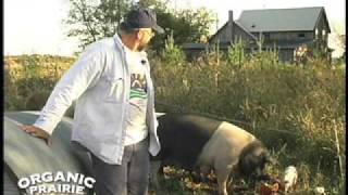 Pig Farming