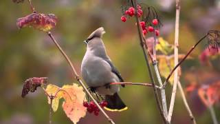 Waxwing