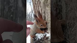 Симпатичная белка / Cute squirrel