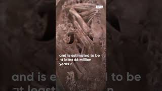 Eggceptional fossil of curled up baby dino exhibited in Quanzhou, China