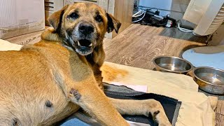Rescue a Poor Stray Dog Who was Paralyzed from Car Accident