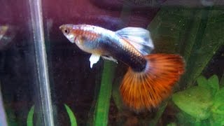 Гуппи - Часть 2 (Poecilia reticulata) - Аквариумные тропические рыбы № 7