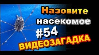 Видео загадка #54 Назовите членистоногово
