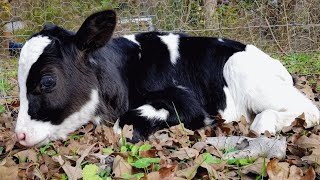 Groom brings his cow to wedding