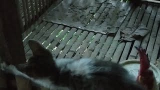 AYAM DAN KUCING MENJADI SATU. SATU KANDANG MEREKA TINGGAL BERSAMA. #Shorts