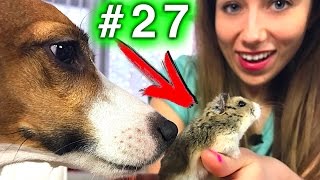 СМЕРТЕЛЬНЫЙ НОМЕР СОБАКА VS ХОМЯК КОНКУРС #27 | Elli Di Pets