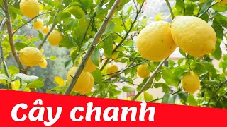 Dạy bé học nhận biết cây ăn quả tiếng việt | cây chanh | Dạy trẻ thông minh sớm