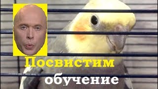 Учим свистеть. Обучение попугая песне. Попугай корелла слушает и повторяет Тайминг в описании.