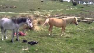 My Stallion & Mare, She beats him up