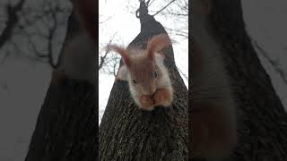 Белка с ухами, висит на дереве / Squirrel with ears, hanging on a tree