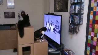 So I discovered "Videos for Cats to Watch" on Youtube.