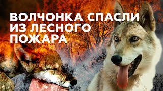 В Челябинской области выходили спасённого из лесного пожара волчонка