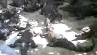 crocodiles eating meat in crocodile farm
