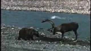 Der Bär und der Hirsch  (Медведь и Олень)