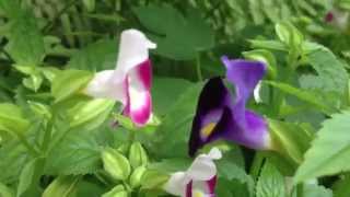 hoa tố liên trong gió