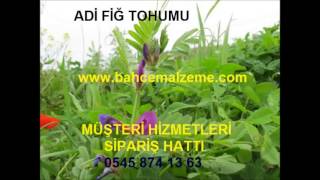 adi fiğ Antalya satış yerleri, adi fiğ kg fiyatları, 1 kg adi fiğ 4,5 tlden satılık, satılık adi fiğ