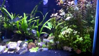 Yellow Rainbow fish-1/1